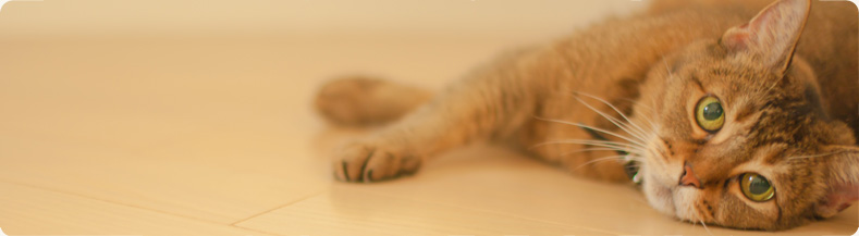 レントゲン・手術